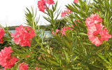 Flowers, such as frangipani, bloom year round in the Caribbean.