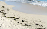 This beach on Martinique is representative of the many beaches in the Caribbean.