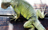 Iguanas are everywhere on Aruba! This not-so-little guy caused guests to lift up their feet when he walked under tables at the Holiday Inn Resort's Sea Breeze restaurant one morning