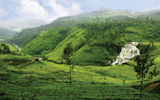 In the lush green hills of the Central Highlands, tea plantations roll on as far as the eye can see, giving the world some of its finest tea leaves. Sri Lanka, once called Ceylon, is the largest exporter of tea in the world