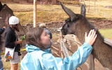 Friendly llamas: Gavriela pets a friendly llama