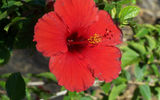 The ubiquitous hibiscus is the state flower of Hawaii.