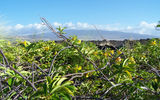 A cloud-shrouded Mauna Kea sprouts from a northern Hawaiian lava field.