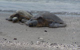 Hawaii's native green sea turtles have become used to the presence of human, but disturbing the protected species is widely discouraged.