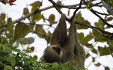 A two-toed sloth spotted hanging from a tree near the port of Moin.