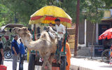 Camel-drawn carts are both popular tourist attractions and very necessary means of transportation for many rural Indians.