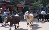 Cattle, particularly cows, are revered by India's Hindus and left free to wander and lounge in streets and in traffic. Here, a team of oxen move through Agra.