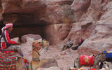 Bedouins taking a break from offering donkey and camel rides to tourists at Petra. (photo by Arnie Weissmann)