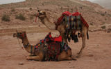 Camels resting between trips carrying tourists through the sites of Petra. (photo by Arnie Weissmann)