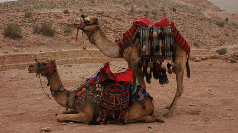 Camels resting between trips carrying tourists through the sites of Petra. (photo by Arnie Weissmann)