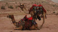 Camels resting between trips carrying tourists through the sites of Petra. (photo by Arnie Weissmann)
