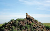 A priceless sighting of one a cheetah, practically posing for the cameras.