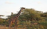 Getting up close and personal with the African wildlife.