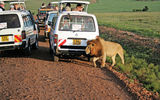 This is why people go on safari: to see a full-grown male lion in the wild, just inches away.