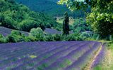 Fields of lavender, Provence