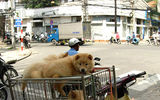 Puppies for sale on a street corner in Saigon.