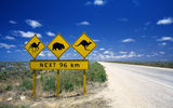 A road sign in Australia shows some of the many animals that call the continent home.