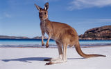 The red kangaroo is one of several species in the marsupial family found in Australia.