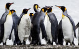 South Georgia is a standout for its massive numbers of king penguins.