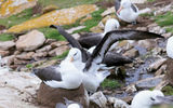 Wandering albatrosses boast a 10-foot wingspan, the largest of any living bird.