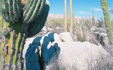 Giant cacti are a normal occurrence in Baja California Norte.