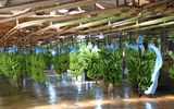Scores of banana stocks are brought from the fields for processing at the Filadelfia Packing Plant. The blue plastic protected them from insects and acted as small greenhouses while they were maturing. The banana plantation tour is one of several types of plantation tours offered to cruisers.