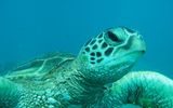 Very friendly turtle at Turtle Canyons dive site, Oahu.