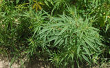 Marijuana plants along a hiking trail in Bumthang.
