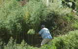 A worker clears a stand of marijuana plants in the town center of Jakar.