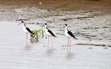 A trio of black-necked stilts, lined up like showgirls.