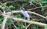 A juvenile boat-billed heron.