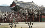 The cherry blossoms are blooming at Gyeongbokgung Palace in Seoul, South Korea.