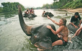 As travelers increasingly demand immersive interactions with local cultures, tour operators are working with restaurateurs, artisans and others to take their itineraries off the beaten path. Pictured here, guests of Canadian tour operator Beach Travellers at a community-run camp for rescued and disabled elephants in Thailand. Posted May 28, 2014