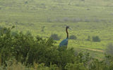 A goliath heron, the largest heron species in the world, in Shamwari.