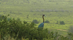 A goliath heron, the largest heron species in the world, in Shamwari.
