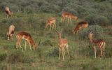 South Africa's two most prominent tourist attractions -- the city of Cape Town and its game lodges -- are the topic of Arnie Weissmann's recent slideshow. Pictured here, an impala herd in Shamwari.