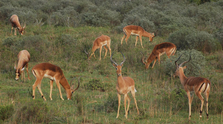South Africa's two most prominent tourist attractions -- the city of Cape Town and its game lodges -- are the topic of Arnie Weissmann's recent slideshow. Pictured here, an impala herd in Shamwari.