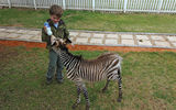 Children visiting Shamwari’s Animal Rehabilitation Center are invited to assist with the feeding of a baby Cape mountain zebra.