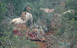 A pride of lions finishes off a black wildebeest.