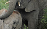Shamwari has reintroduced all of Africa’s “Big Five,” including elephants and rhinos.