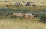 Rhinos roam Shamwai Nature Reserve.