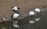 A flock of sacred ibis drink from the Bushmans River.