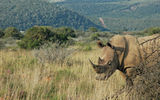 A white rhino in Shamwai Nature Reserve.