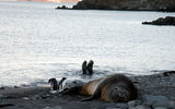 A massive, one-ton elephant seal lounges in Admiralty Bay, with much smaller fur seals playing in the water behind him.