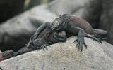 Two young Christmas iguanas, so named because of red and green blotches on their bodies, get chummy on Espanola Island.