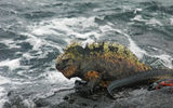 A marine iguana on Fernandina Island. These aquatic reptiles are found nowhere but in the Galapagos.