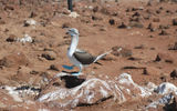 A blue-footed booby on North Seymour Island does its famous dance.