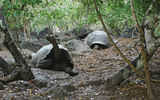 Giant tortoises are found on several islands, but no two island species are exactly the same. These are in a park service breeding center on San Cristobal Island.
