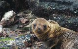 A sea lion pup on Isabella Island.