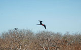 A male frigate bird with an inflated red throat pouch, hoping to attract females on North Seymour Island.